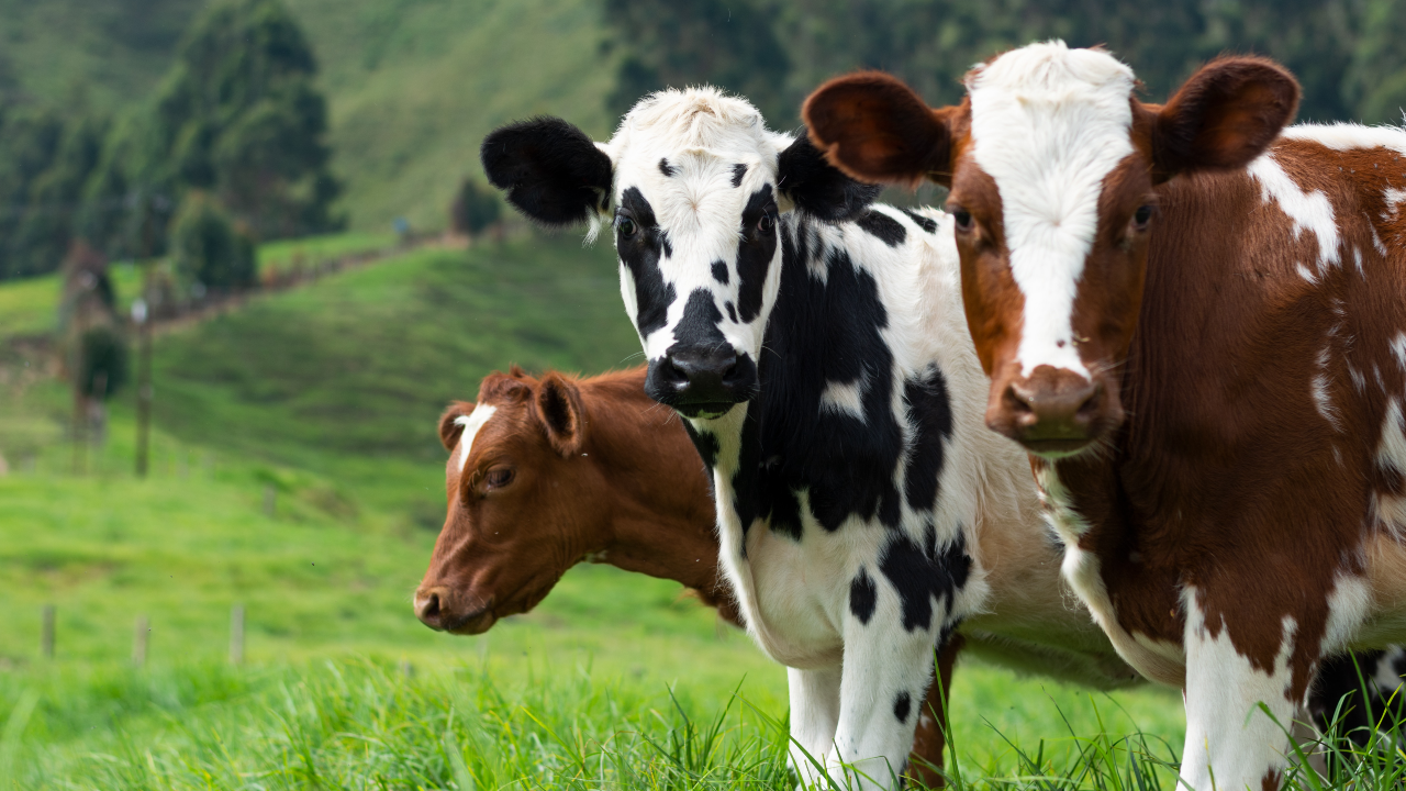TN Department of Agriculture confirms atypical BSE in state, alerts cattle owners